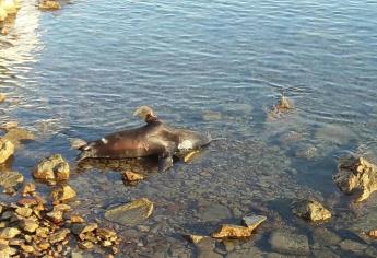 Aparece un lobo marino muerto en Mazatlán