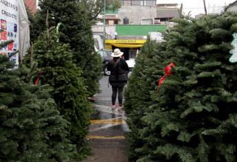 Comercializarán 700 mil árboles de Navidad en México