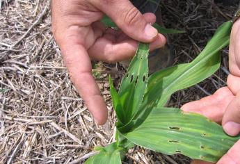 Alerta fitosanitaria por  tizón foliar en Valle del Fuerte