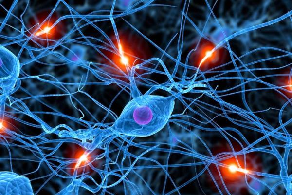 Cerebro construye la realidad mediante impulsos eléctricos