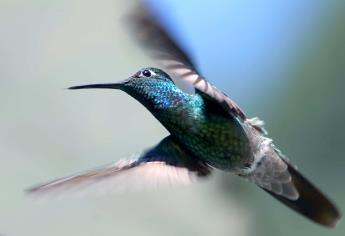 Reserva Sierra La Laguna, santuario reproductivo del colibrí