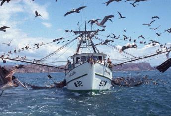 Aprueban programa de protección de tortugas marinas en Sinaloa y Sonora