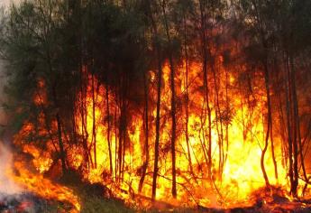 Incendios forestales, la mayoría son provocados por el hombre