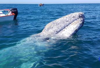 Reserva de la Biosfera El Vizcaíno permite preservación de ballena gris