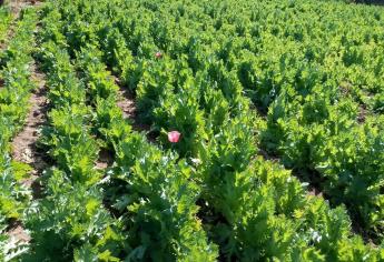 Destruyen militares y policías plantíos de amapola en Mocorito