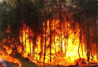 “La Niña” influiría en incendios forestales de esta temporada en México