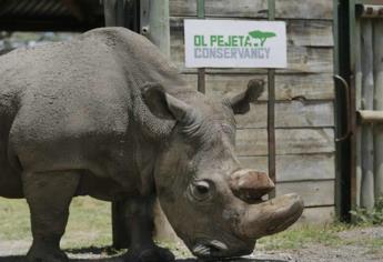 En Sudán, el último rinoceronte blanco del norte está a punto de morir