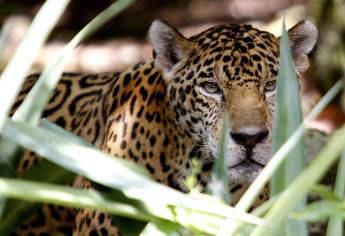 El jaguar, especie única y emblemática de México