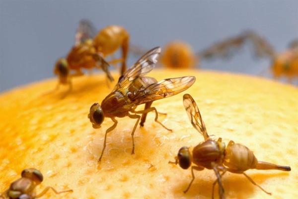 Universidad Veracruzana patenta trampa para combatir mosca de fruta