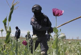 Destruyen 9 plantíos de mariguana y amapola