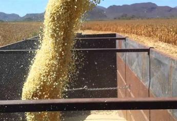 Se reactiva economía de Sinaloa con cosecha de granos