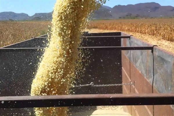 Agricultura comercial queda igual para el 2019: AARFS