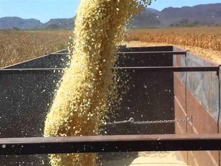 En la semana, el maíz perdió 34.8 dólares En la semana, el maíz perdió 34.8 dólares