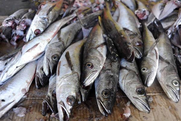 Impulsan consumo de merluza para abatir desnutrición en Baja California