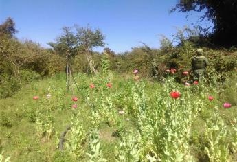 Destruyen plantíos de mariguana y amapola en Elota