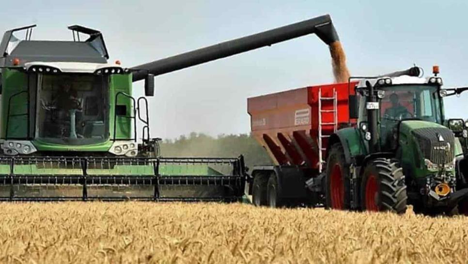 Trigo acumula 4 semanas con pérdidas