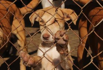 Las mascotas también están expuestas a golpes de calor