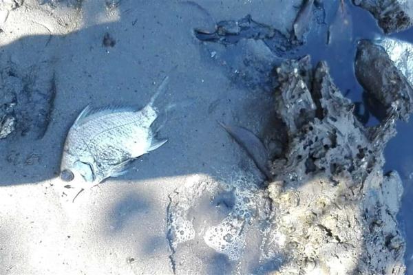 Investiga Conagua presunto ecocidio en río San Lorenzo