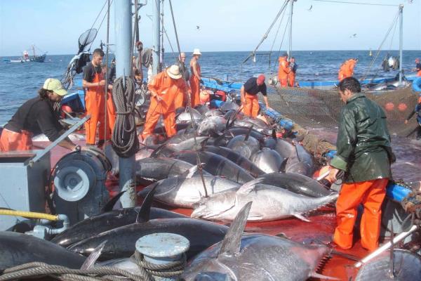 México destaca en la producción atunera internacional