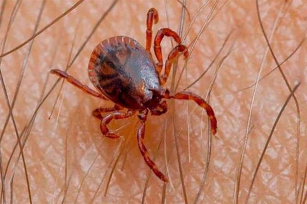 Rickettsia enfermedad que incrementa en temporada de calor