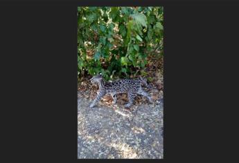 Reintroducen a tres felinos a su hábitat en San Ignacio, Sinaloa