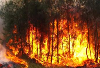 Advierten sobre posibles incendios forestales por onda de calor