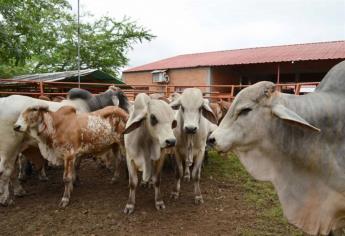 Iniciarán programa para detectar brucelosis en el ganado
