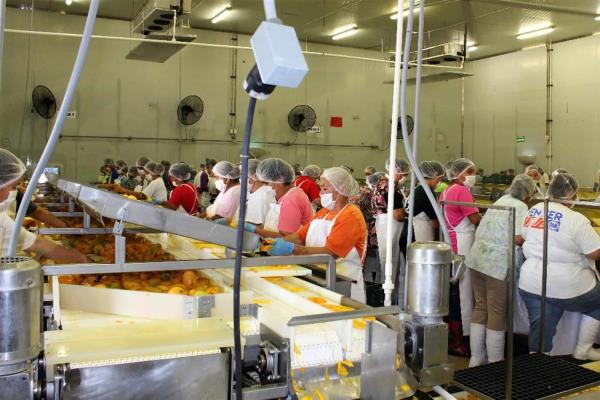 Apuestan a energía renovable en el Clúster de Mango del Sur del Estado