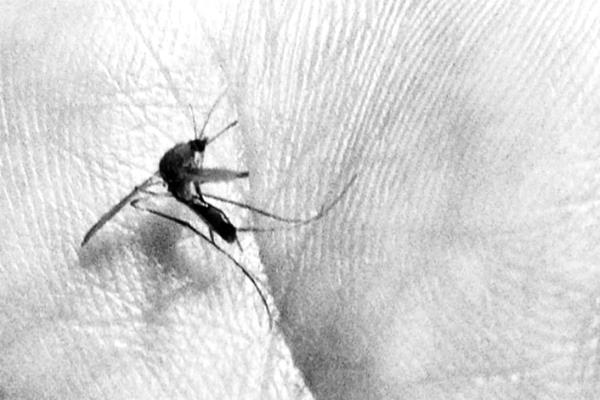 Recomienda IMSS extremar precauciones contra mosquitos
