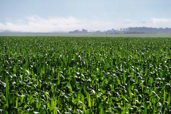 Por concluir trilla de maíz en Sinaloa
