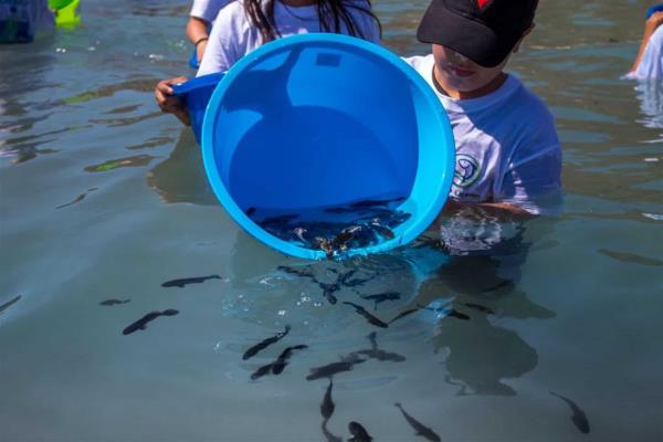 Realizan cuarto repoblamiento de totoaba en Baja California Sur