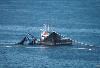 Advierten de daños en especies marinas mexicanas por pesca ilegal