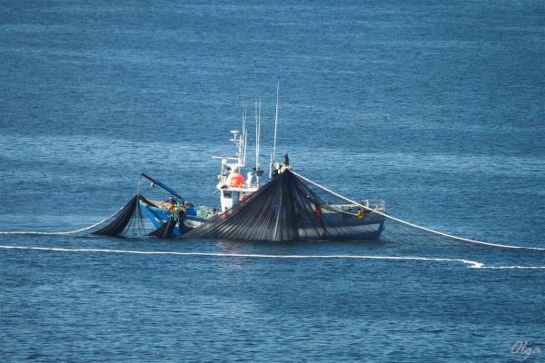 Advierten de daños en especies marinas mexicanas por pesca ilegal