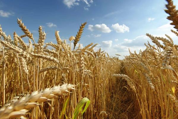 La humanidad consume más de lo que la Tierra puede renovar en un año