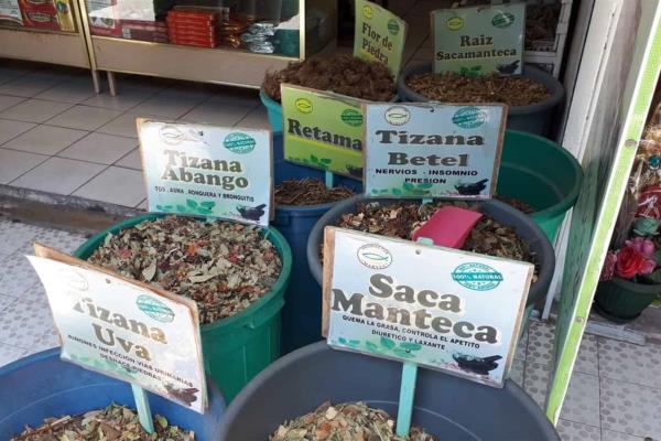 Plantas medicinales, una opción para sanar los males iniciales