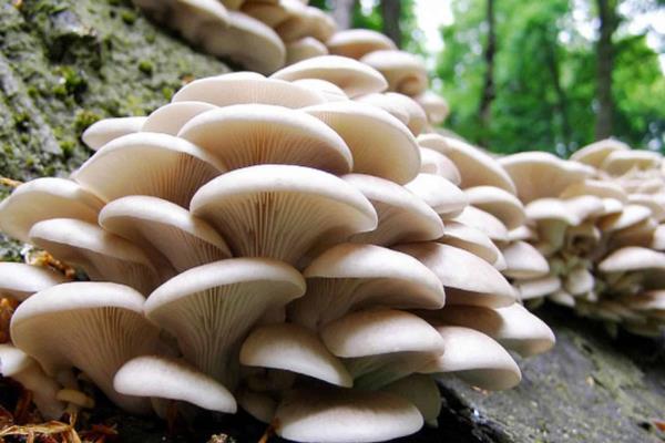 Hongos, los “guerreros naturales” contra el cambio climático