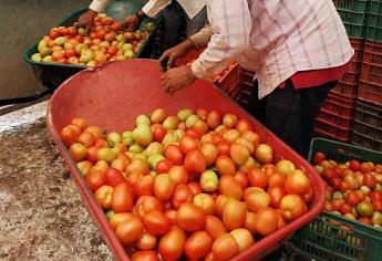 Buscan potencializar producción de tomate y chile en Surutato