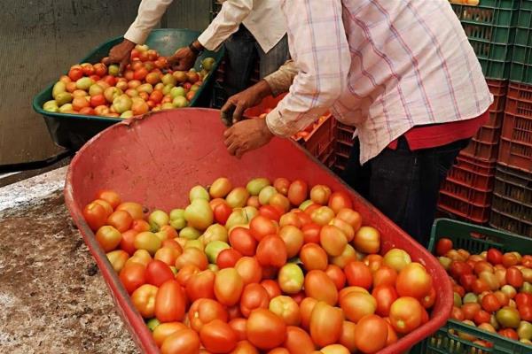 Piden fijar condiciones para que productores de tomate puedan competir