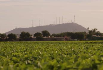 Podrían restringir cultivos por falta de agua en Sinaloa