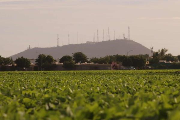 Podrían restringir cultivos por falta de agua en Sinaloa