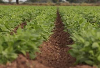 Insuficiencia de semilla y agua pone en jaque a productores