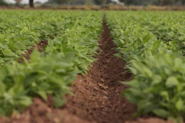 Insuficiencia de semilla y agua pone en jaque a productores
