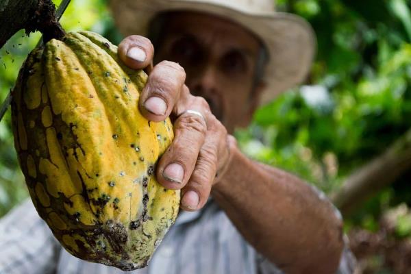 Chocolate mexicano vive su época de oro; conquista a Europa y Asia