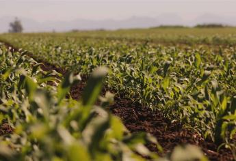 “Se está poniendo difícil para el sector agrícola”: AARFS