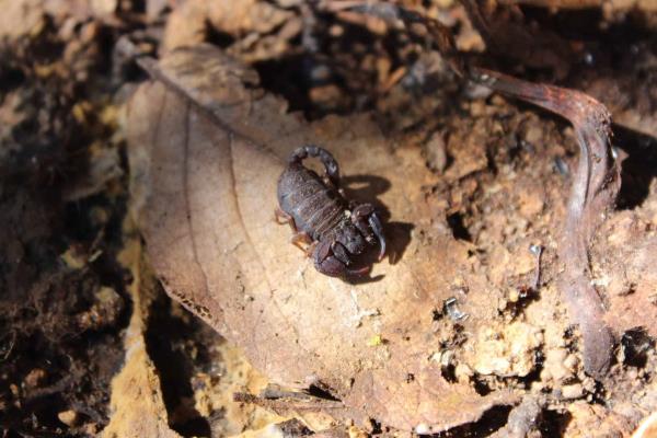 Descubren alcaloide único en el mundo en especie de alacrán hidalguense