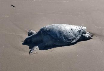 Encuentran tortuga muerta en El Maviri