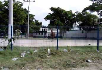 Utilizan parque público como corral para caballos en la Villa de Ahome