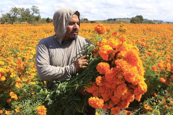 Cempasúchil, ícono representativo del Día de Muertos