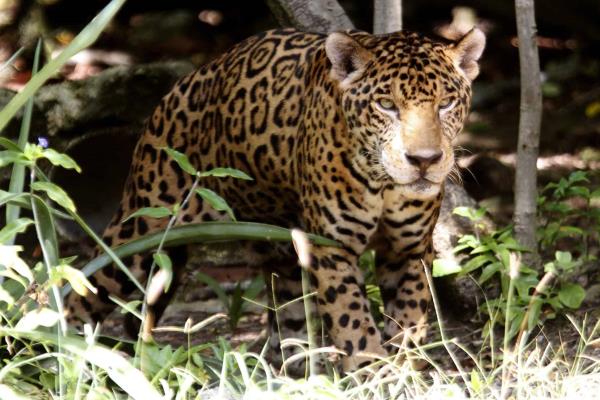 Extinción del jaguar provocaría catástrofes naturales, dicen activistas