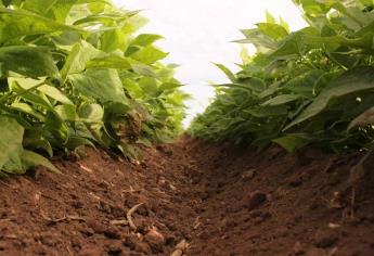 Frijol y papa toman delantera en cultivos de baja demanda de agua para Sinaloa